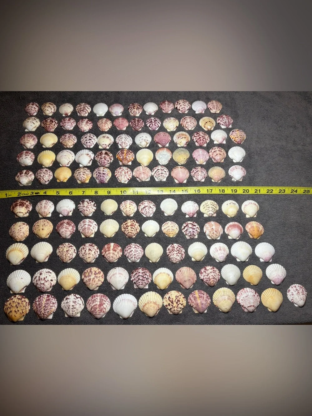 120 - Sanibel Island Scallop Seashell Collection.  Great for crafters!!